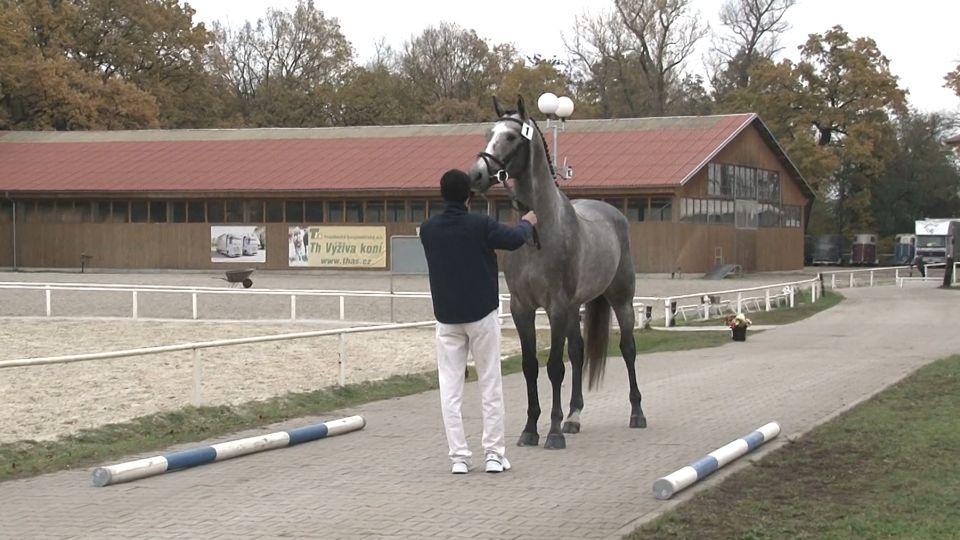 Záznam: V Hradištku odstartoval Výběr hřebců do plemenitby CS 2019