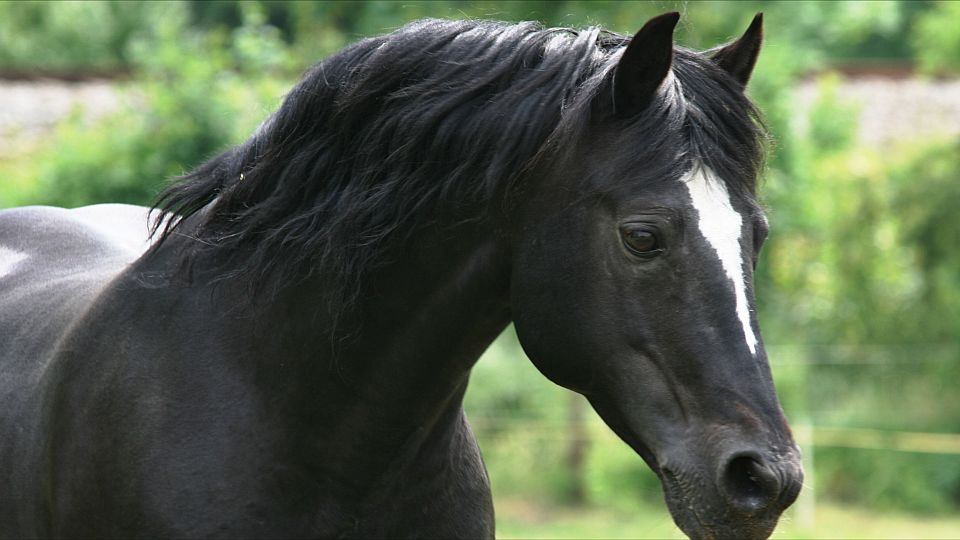 Česká asociace connemara pony: Irské plemeno koní nově sdružené v ČR