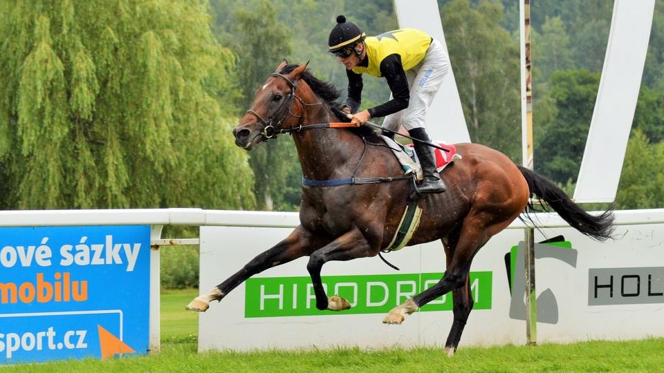 Úspěch českého chovu: Orleano lehkým vítězem Ceny města Karlovy Vary