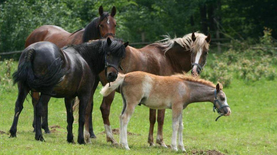 ikonka