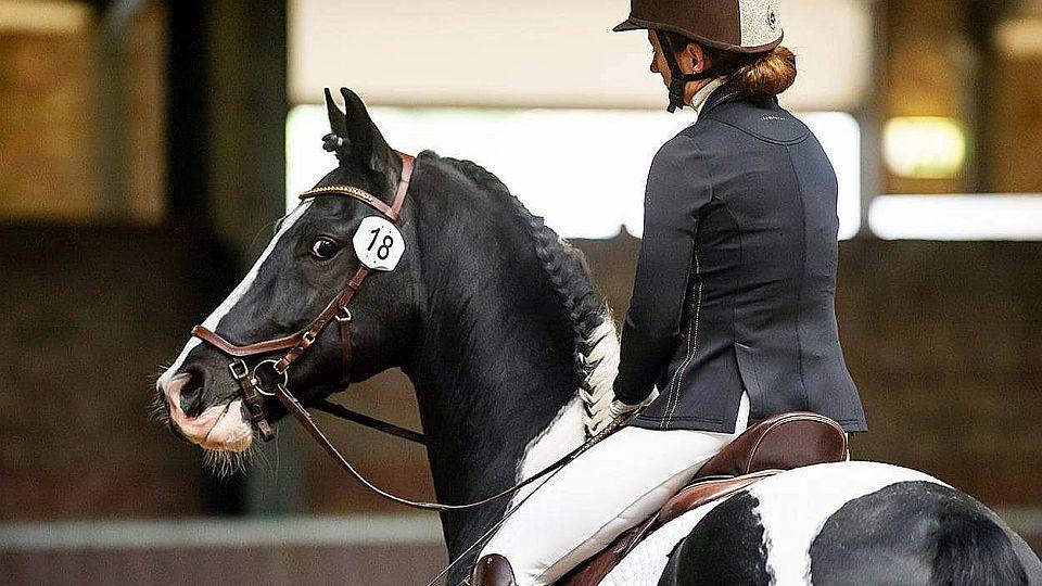 Marcus uspěl při výběru hřebců plemene Barock pinto v Nizozemsku