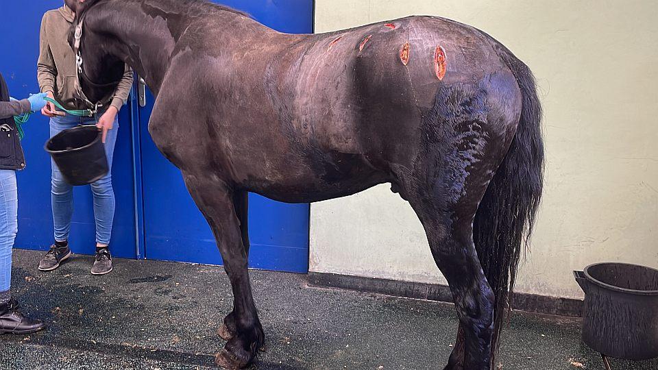 Vážné komplikace po vakcinaci. Perzeus statečně bojuje s myonekrózou