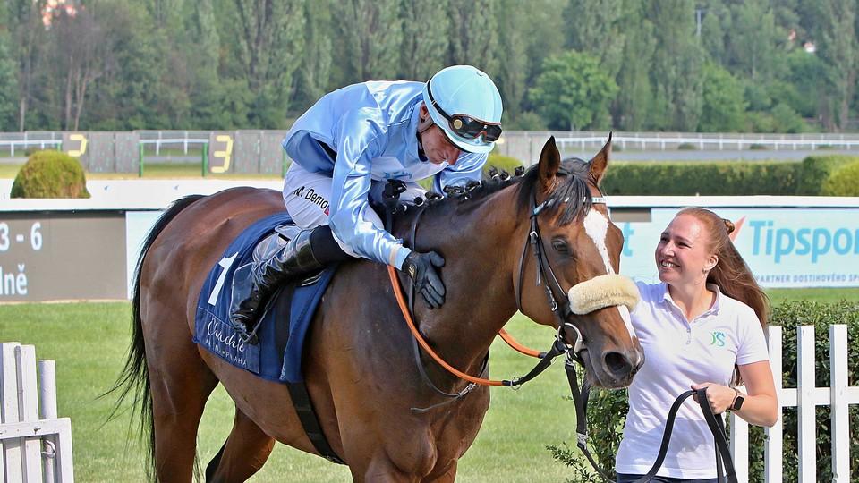 Mise splněna. Rex of Thunder získal v Meranu status blacktype koně