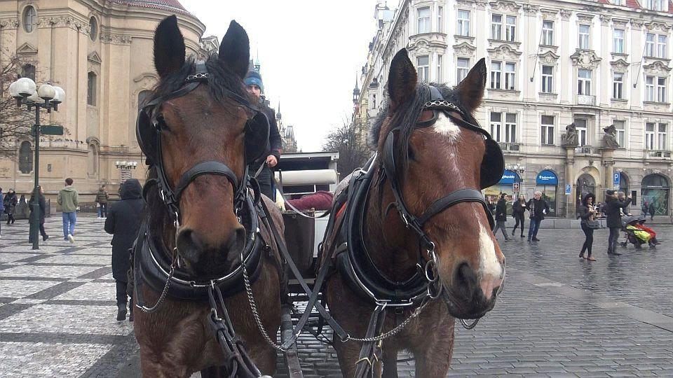 Je to neobjektivní a dehonestující, reaguje Cech fiakristů na pražské radní