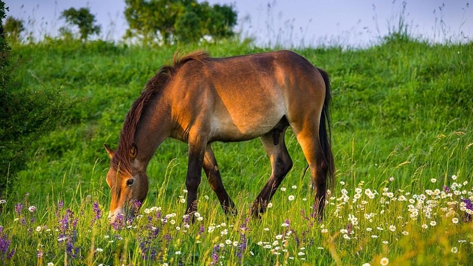 Fotbalový zápas na Novojičínsku přerušili koně. Král projel Vlčnovem
